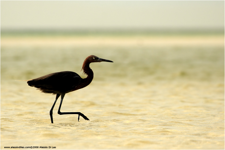 Reddish egret