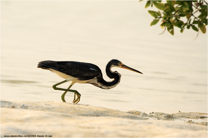 Tricolored heron