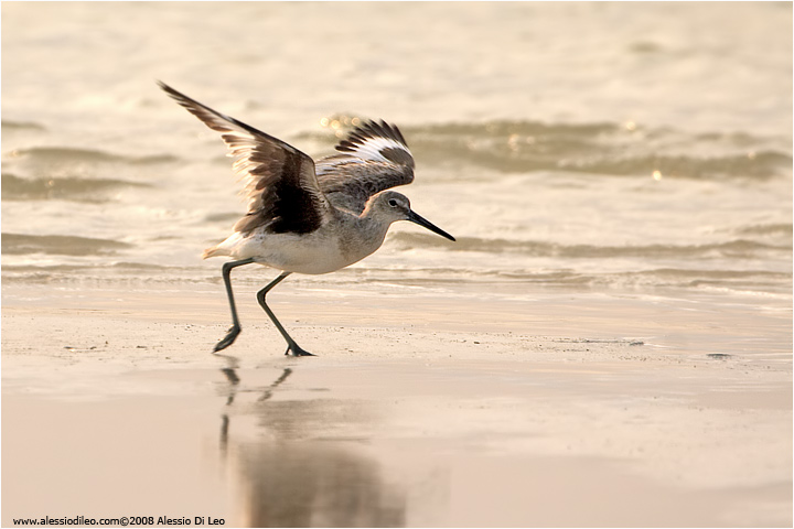 Willet