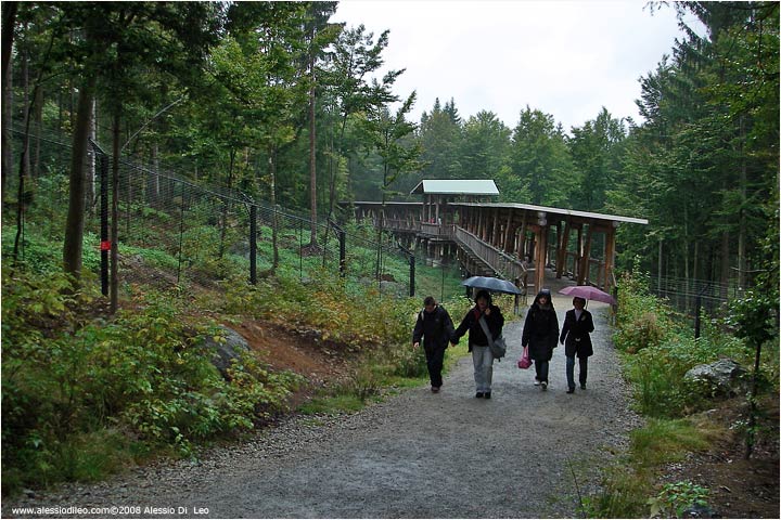 Il recinto dei lupi TIER FREIGELÄNDE II Bayerischer Wald