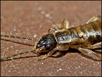 Forficula