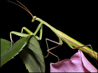 Mantis religiosa maschio