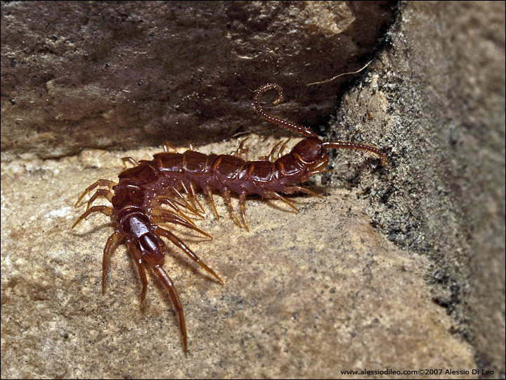 Lithobius variegatus