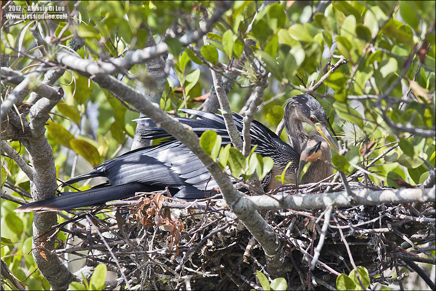 Anhinga
