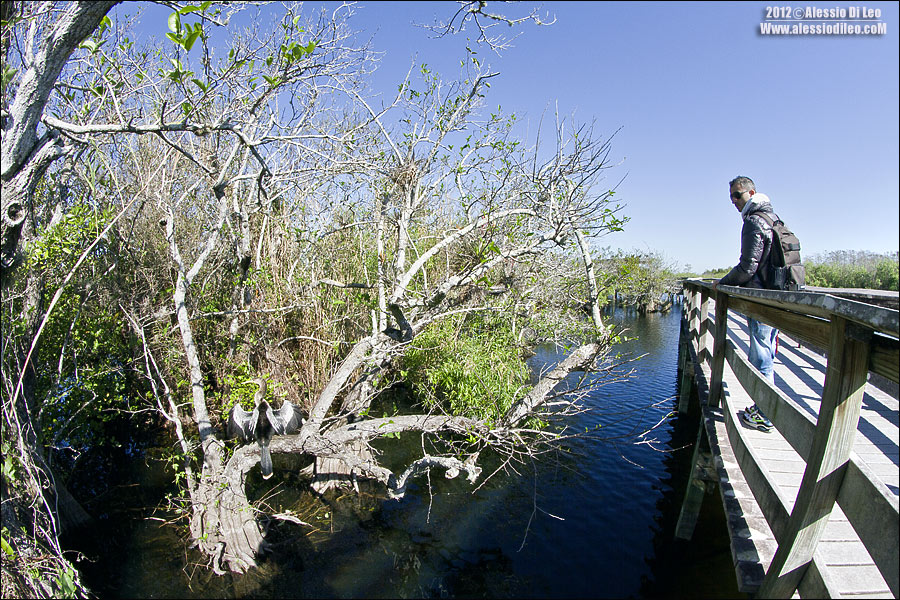 Anhinga trail