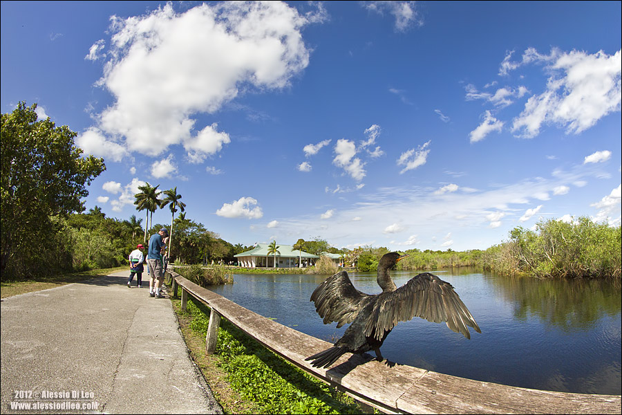 Anhinga trail