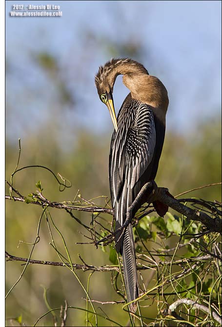 Anhinga