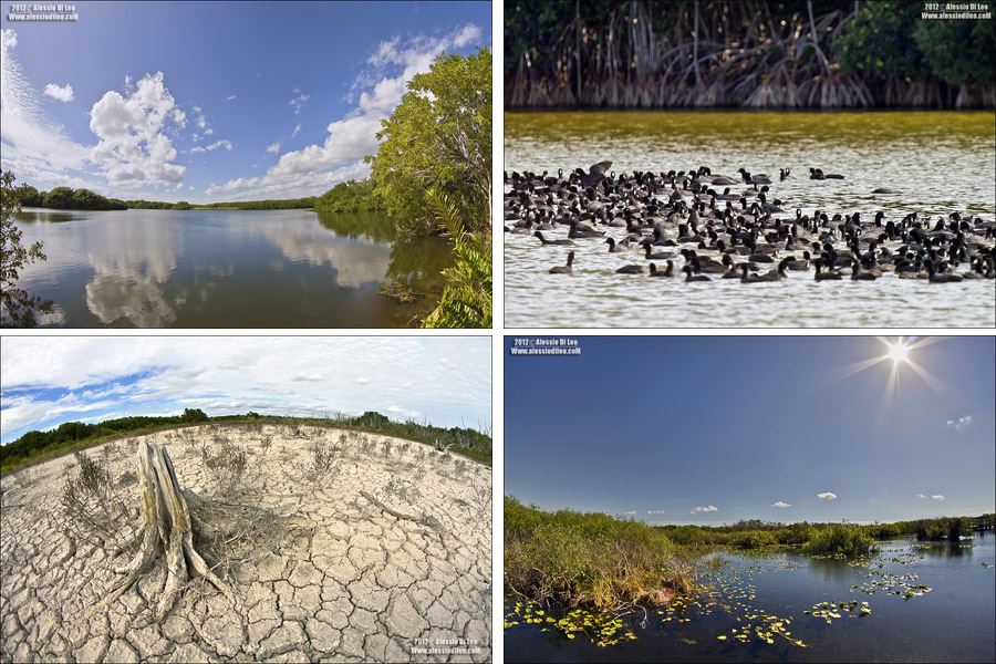 Everglades