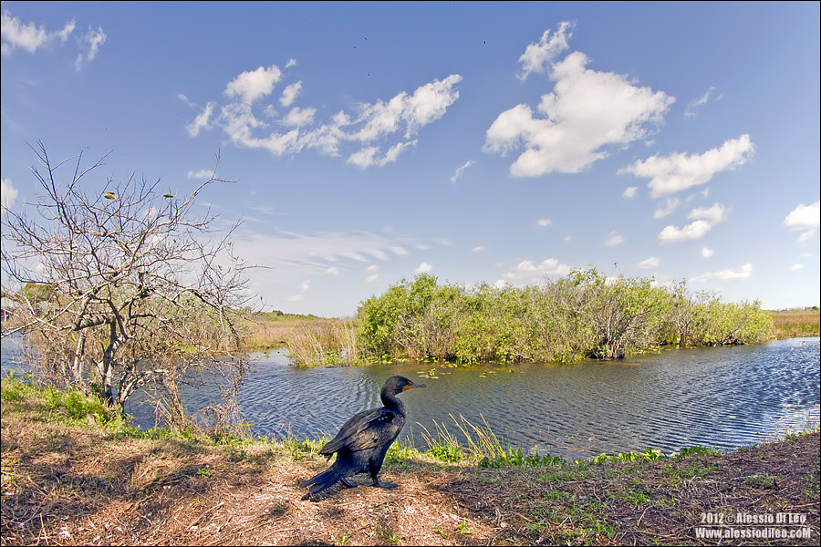 Everglades