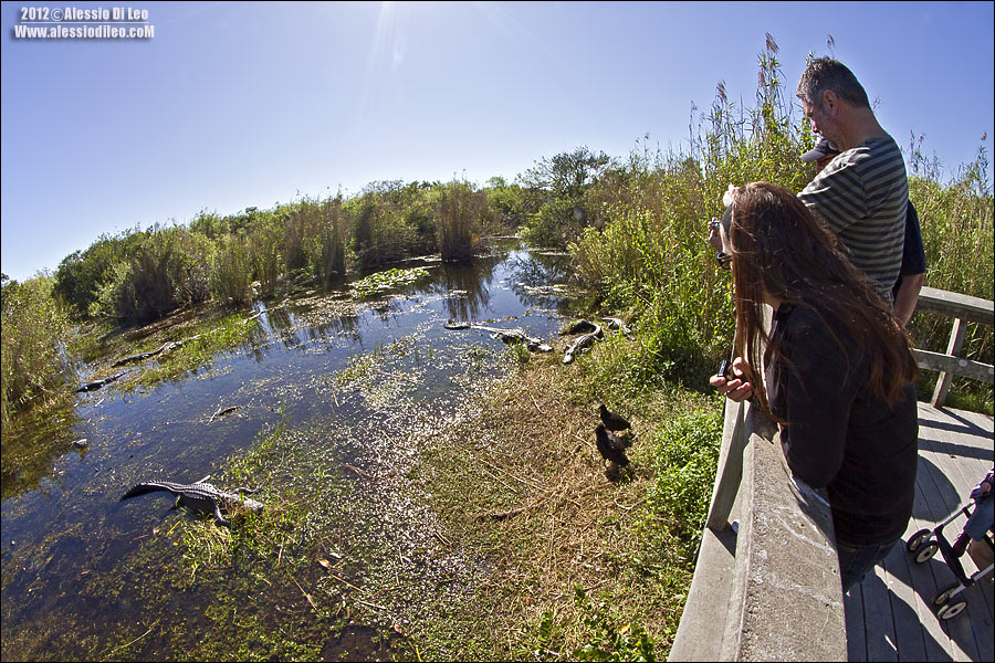 Everglades