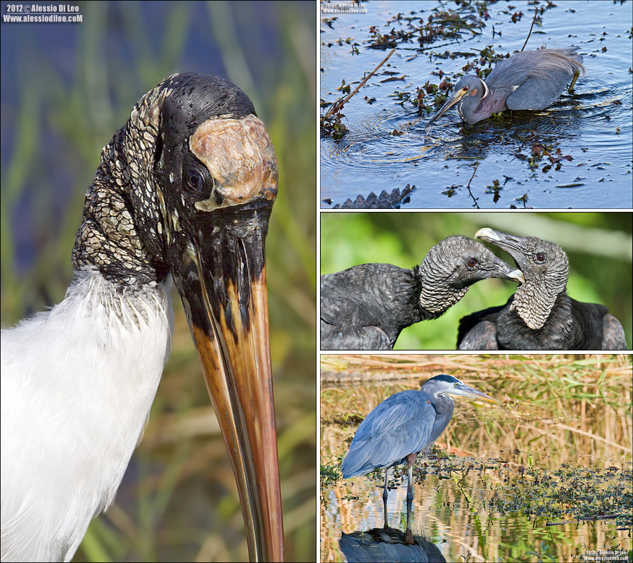 Everglades wildlife