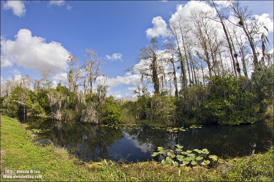 Everglades