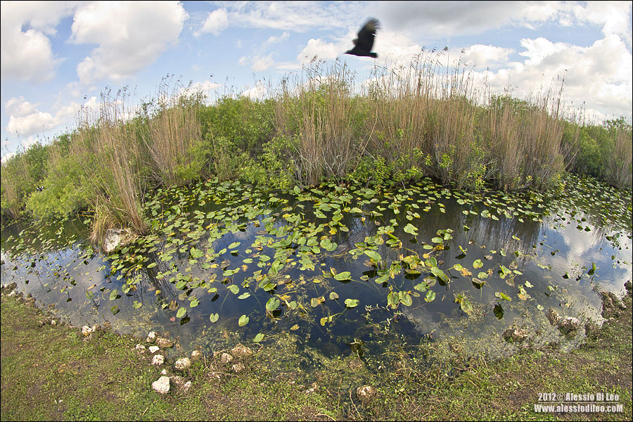 Everglades