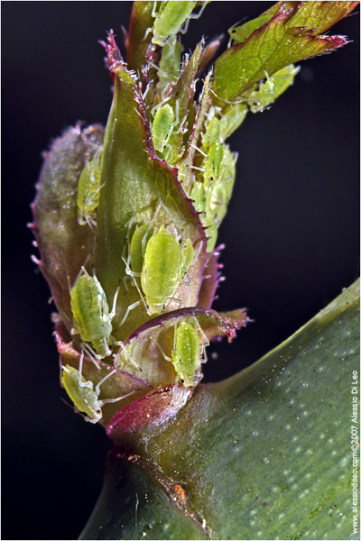 Afidi Macrosiphun rosae su germoglio di rosa rampicante