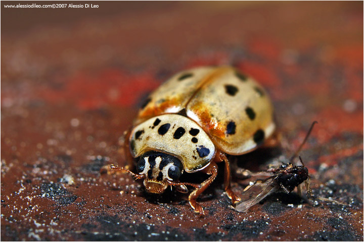Coccinella Harmonia quadripunctata