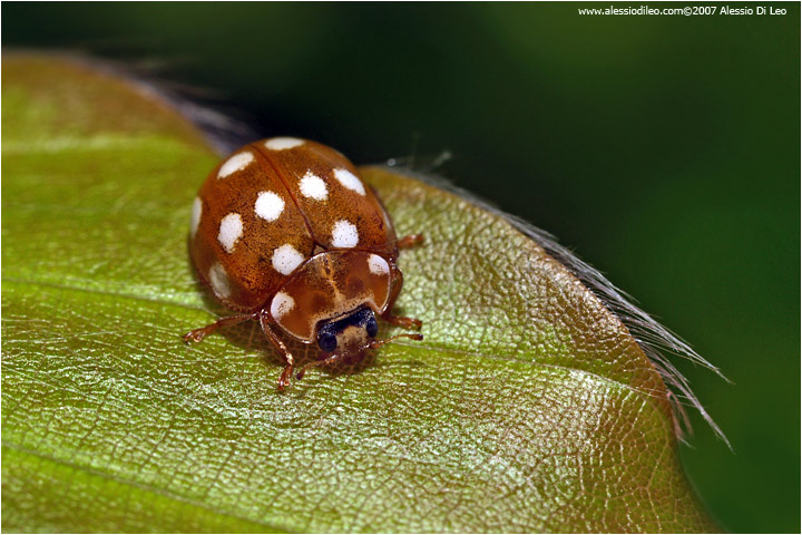 Coccinella Calvia 14-guttata