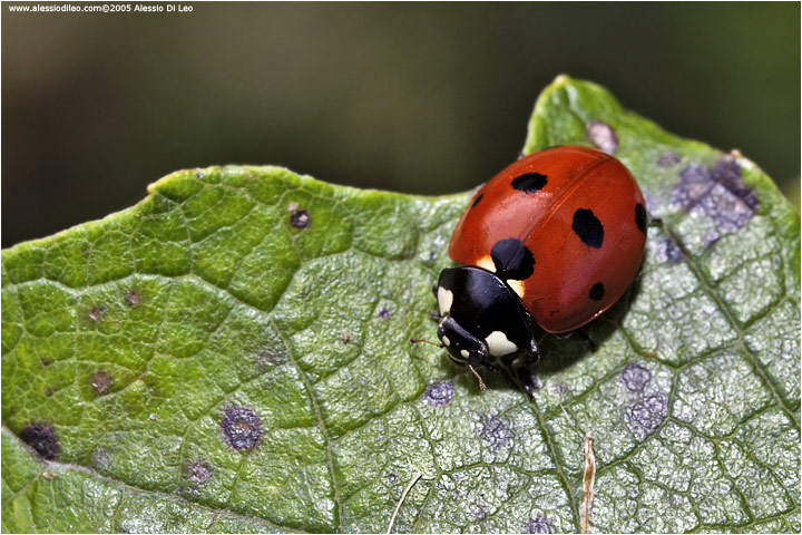 Coccinella septempunctata