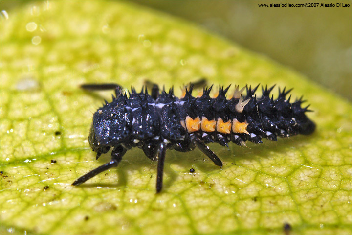Larva di coccinella Harmonia quadripunctata