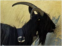 La capra e il sale