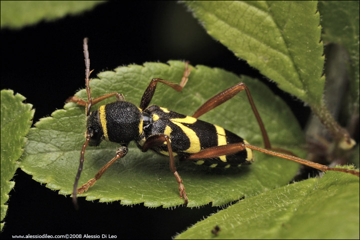 Clytus arietus