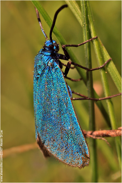 Jordanita globulariae