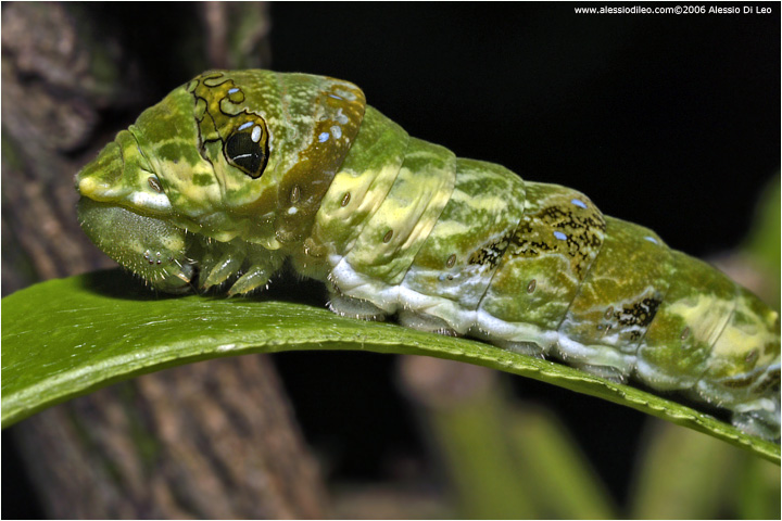 bruco di papilionidae