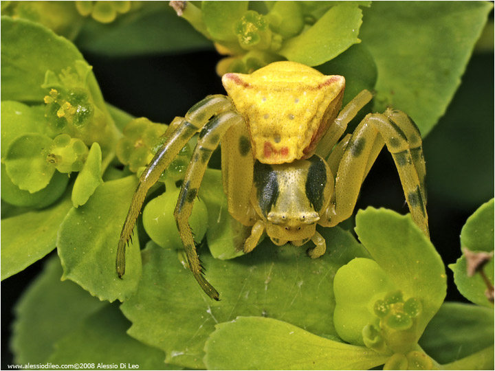 Thomisus onustus
