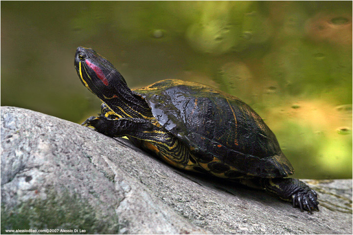 Trachemys scripta elegans (tartaruga dalle orecchie rosse)