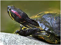 Trachemys scripta: ecosistema in pericolo
