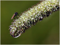 Dittero su plantago