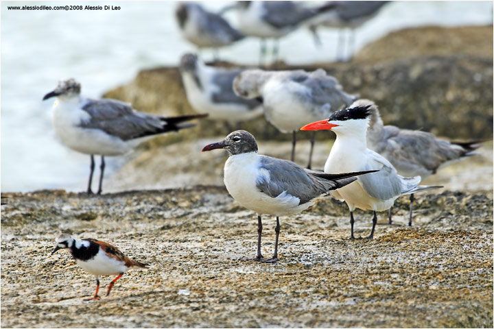 Gabbiani [Larus atricilla], una Sterna reale [Sterna maxima] e un Voltapietre [Arenaria interpres]