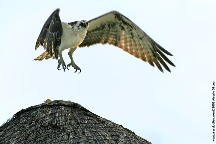 Falco pescatore caraibico [Pandion haliaetus ridgwayi]