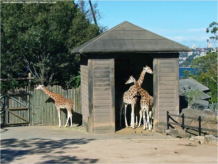 Giraffe [Giraffa camelopardalis]