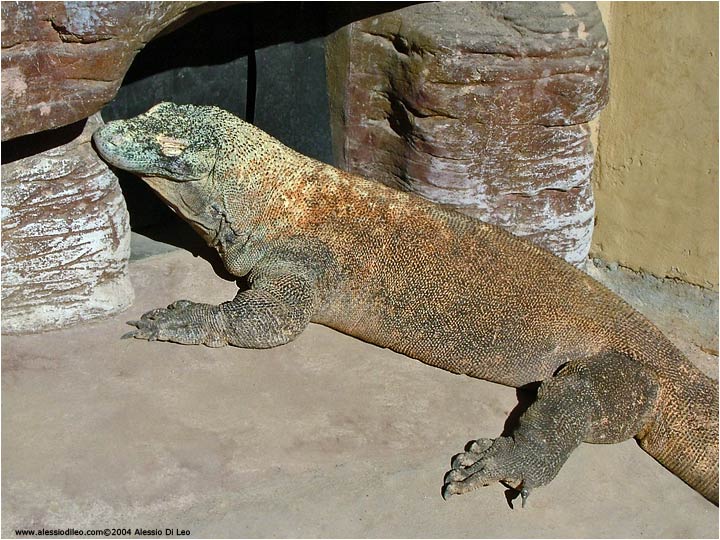 Varano di Komodo [Varanus komodoensis]