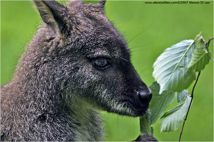Canguro grigio [Macropus fulginosus]