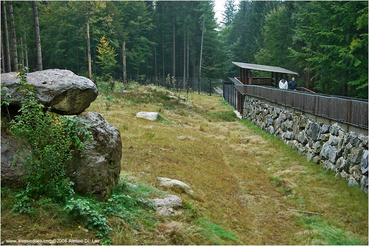 Il recinto delle linci TIER FREIGEL�NDE II Bayerischer Wald