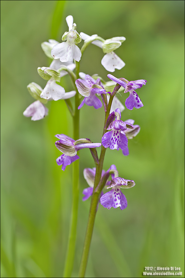 Anacamptis morio