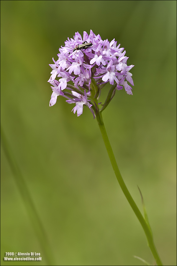 Anacamptis pyramidalis