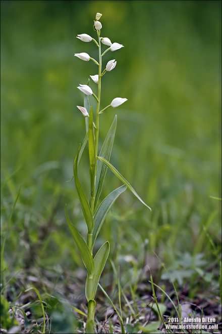 Cephalanthera longifolia