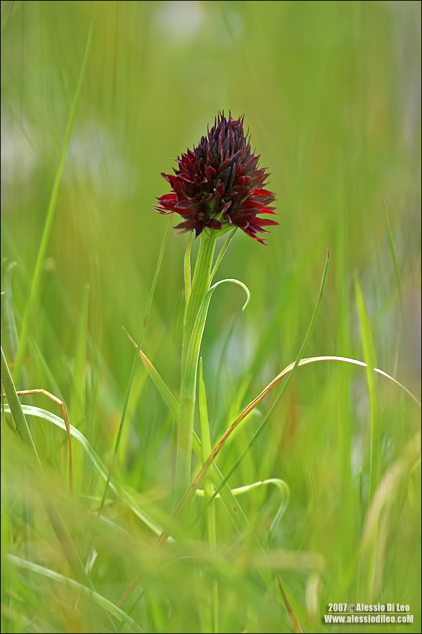 Nigritella nigra