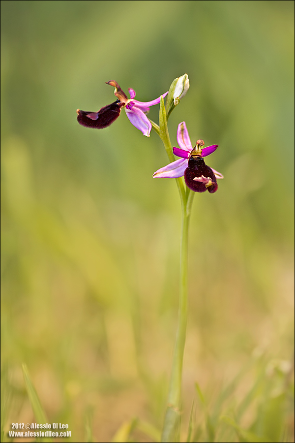 Ophrys bertolonii sub. bertolonii