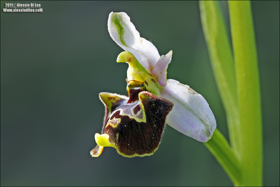 Ophrys fuciflora