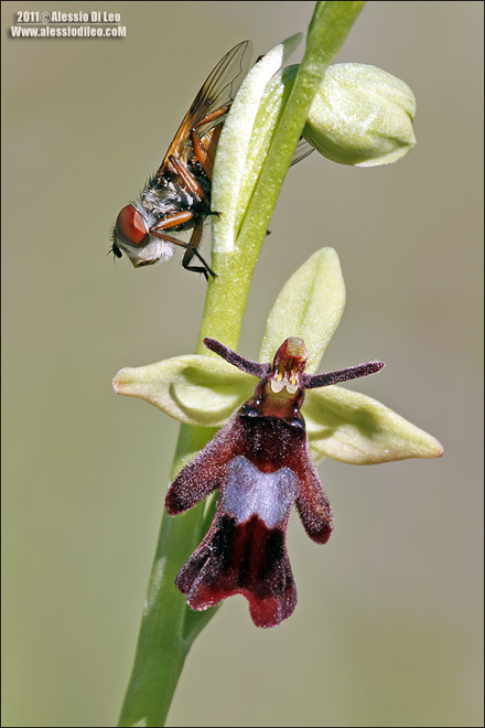 Ophrys insectifera