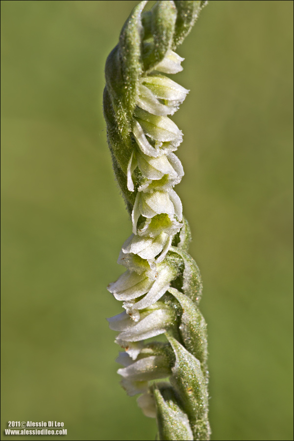 Spiranthes spiralis