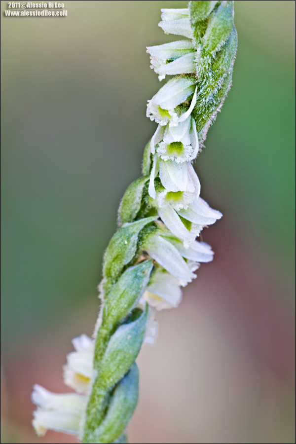 Spiranthes spiralis