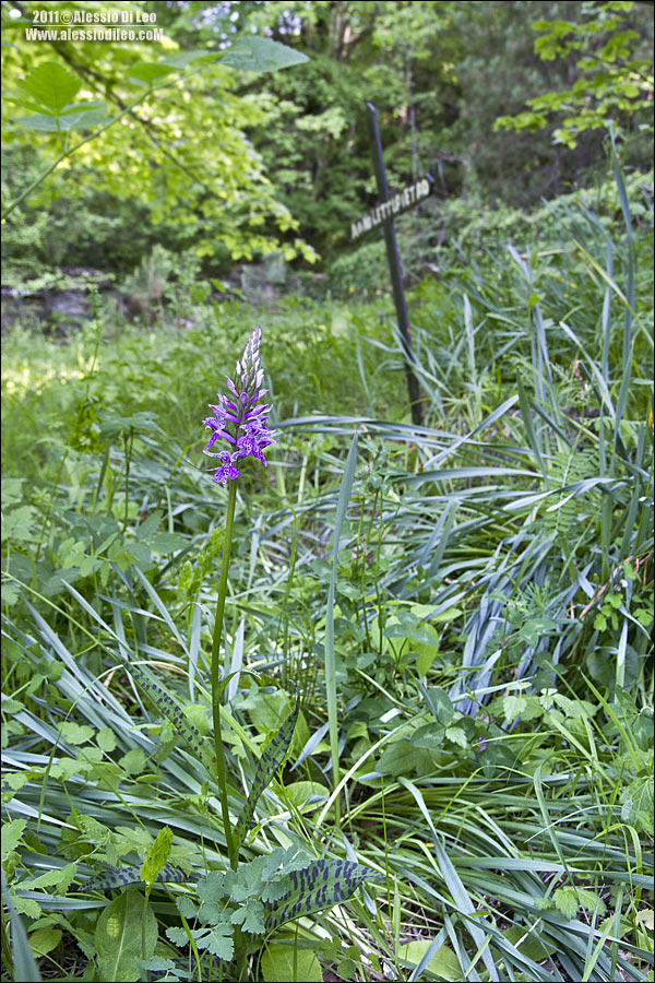 Dactylorhiza maculata