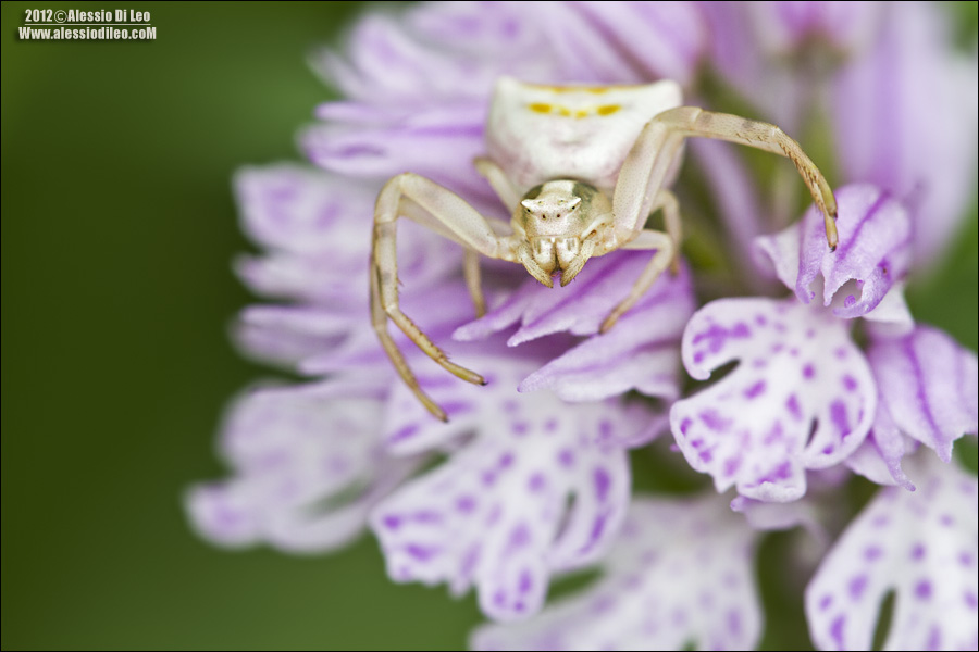 Thomisus onustus su Neotinea tridentata