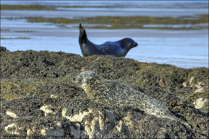 Foca comune [Phoca vitulina]