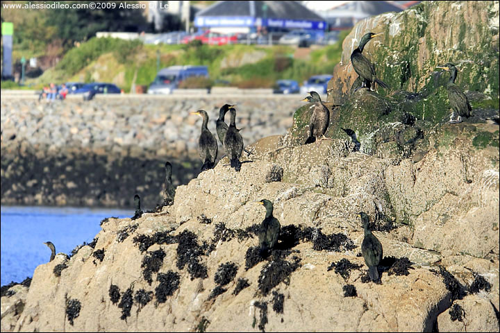 Marangone dal ciuffo [Phalacrocorax aristotelis]